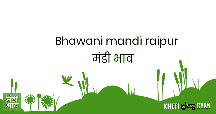 Bhawani Mandi(Raipur) मंडी भाव की ताज़ा तस्वीर